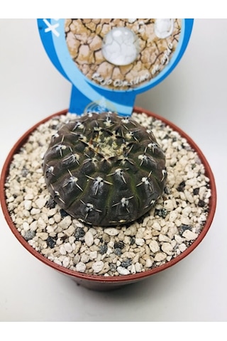 Gymnocalcycium Stellatum Özel Tür Kaktüs