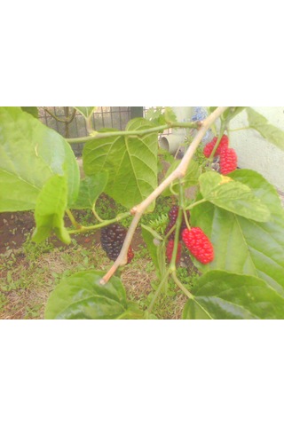 Karadut Marmeladı 400g