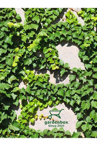 Hedera Helix Sarmaşığı Saksıda 1 Adet 30-40cm