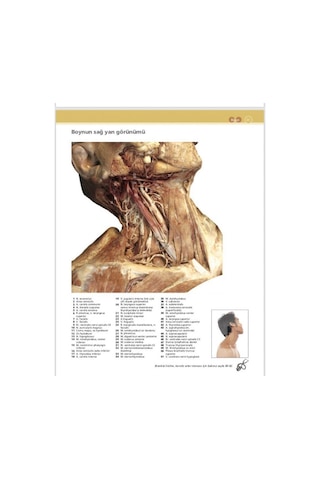 Mcminn & Abrahams İnsan Anatomisi Klinik Atlası