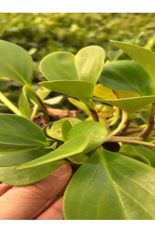 Zümrüt Dalgası Çiçeği 1 Adet Saksılı Sarmaşık Bitki 10-30cm Peperomia