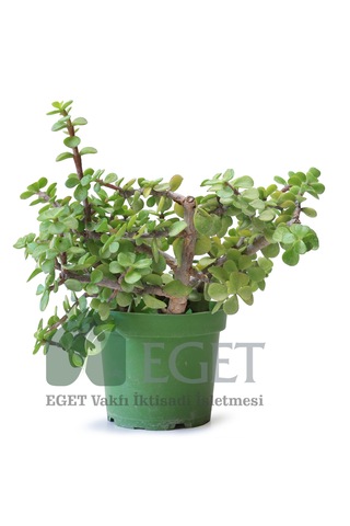 Yeşim Ağacı/filazığı Portulacaria Afra 15-20 Cm