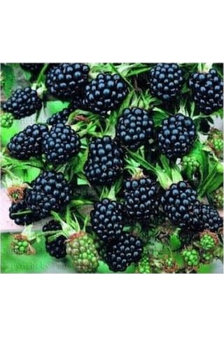 Jumbo Böğürtlen Fidanı Açık Kök 40-80 Cm