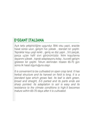 AGRodal Tarım Ata Tohumu Yerli Doğal Maydanoz 2500 Tohum