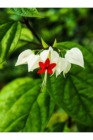 Büyüleyici Beyaz Kızılay Çiçeği Fidanı 30 40 Cm 1 Adet Saksılı Clerodendrum