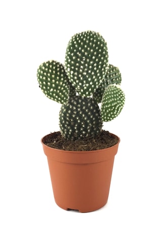 Opuntia Microdasys 'Albata' (Kaktüs) Ø8,5 CM Y10-15 CM