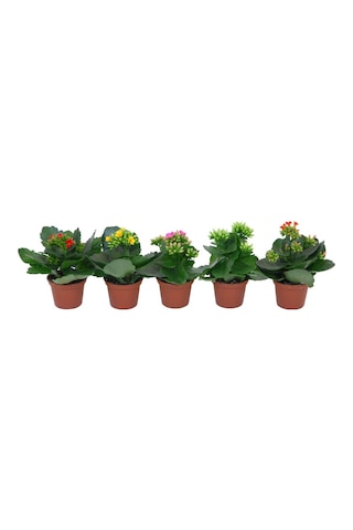 Kalanşo Çiçeği Kalanchoe - 5 Adet Karışık Renklerde