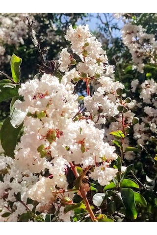 Videolu Beyaz Renkli Oya Ağacı Fidanı 40 80 Cm 1 Adet Saksılı Dış Mekan Ağaç Lagerstroemia Indica