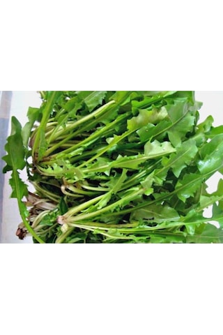 Süper Paket Nadir Hindiba Tohumu Hindibağı Tohumu 400 Adet Tohum