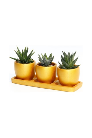 Trio Orange Sukulent Seti - 3lü Haworthia