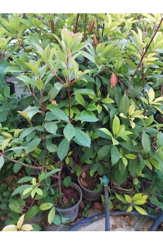 Tüplü İthal Kartopu Fidanı - Viburnum Lucidum Ağacı