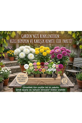 Bahçeniz İçin Kasımpatı Fidesi Karışık 100 Lü Paket - Dayanıklı & Gösterişli