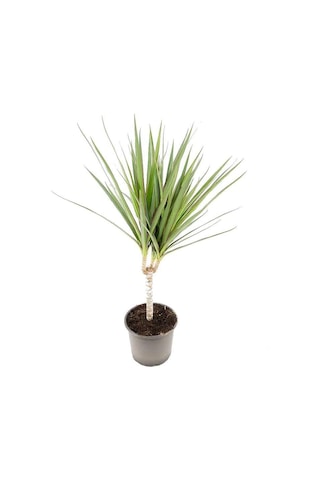 Dracaena Marginata Tekli Yeşil