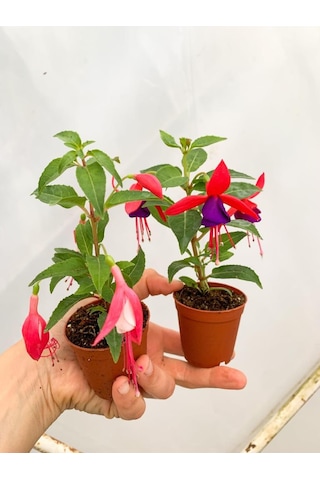 Küpeli Fuchsia Çiçeği Fidanı 10-20 Cm