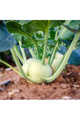 Agrodal Tarım Yerli Doğal Kohlrabi Yer Lahanası Cehennem Topuzu Yeşil Alabaş Turpu 100 Adet Tohum