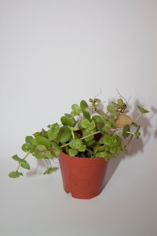 Crassula Pellucida Yayılıcı Sarkan Sukulent Tekli 5,5 Cm Saksıda