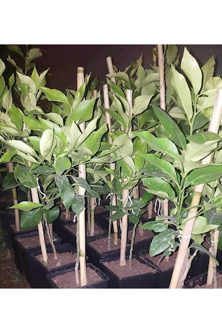 3 Yaş Aşılı Yediveren Mayer Limon Fidanı. Torbada N11.797