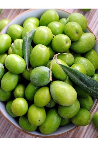 2 Adet Gemlik Trilye Zeytin Fidanı Tüplü 2 Yaş