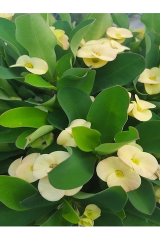 Krem Renk Ithal Dikenler Tacı 1 Adet Saksılı 20-40cm Çiçekli Kaktüs Euphorbia