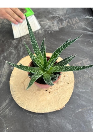 Haworthia Sukulent 8.5 Cm Saksıda
