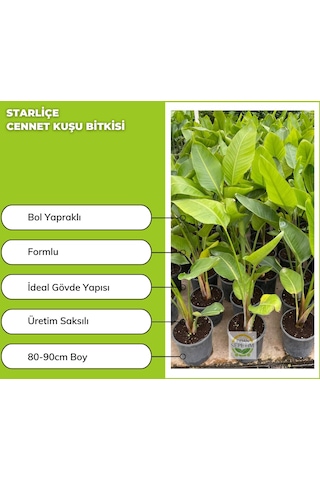 Starliçe Cennet Kuşu Bitkisi 90cm