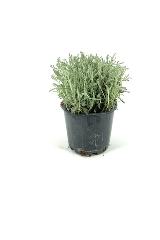 Lavantin 10-15 Cm Saksıda