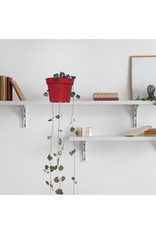 Kalp Kalbe Karşı Çiçeği Ceropegia Woodii - Kırmızı Saksılı