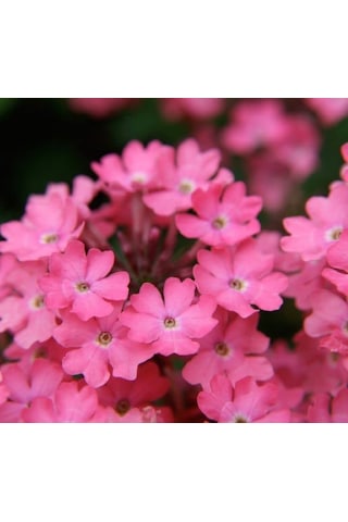 Pembe Mine Çiçeği F1 Tohumu 20 Tohum 58906173