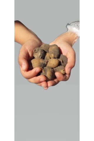 Dogal Salep Fidanı 5 Kg Serapies