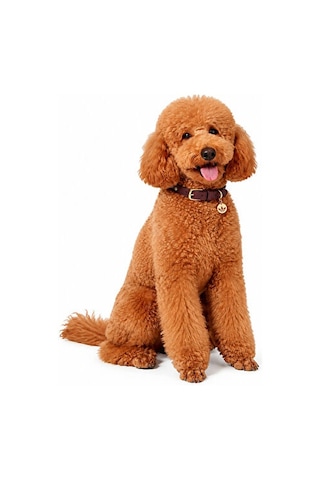 Adidas Pet Collar Tasma Ky8799 Kırmızı