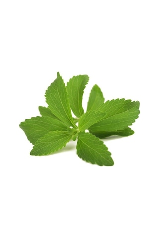 Stevia Tohumu Şeker Otu Tohumu 250 Adet Tohum