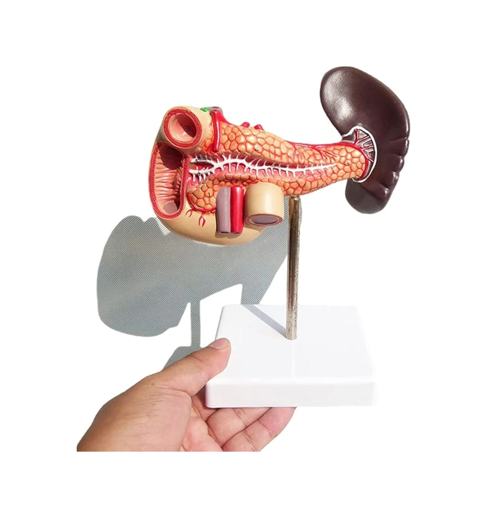 1:1 Yaşam Boyu Anatomik İnsan Pankreas Duodenum Ve Dalak Modeli Eğitim Materyali Çok Renkli