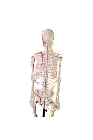 Sinir Ve Damarlı, Gerçek Boyutlarında İnsan İskeleti Modeli, 180 Cm - İskelet Maketi 01