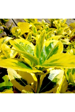 Gold Taflan Euonymus Japonica Aurea Sarı Çit Bitkisi 2 Li Dikim