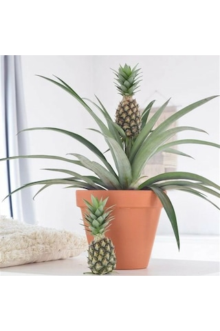 Cox Shine Mersin Saksıda Ananas Fidanı 30-40 Cm
