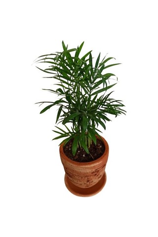 Toprak Saksıda Chamaedorea Elegans Areka Palmiyesi