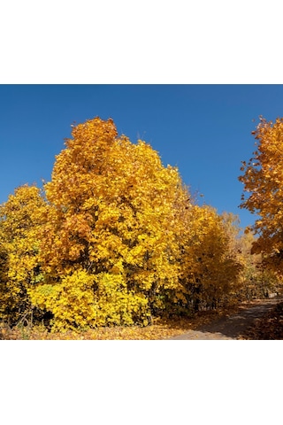 Akçaağaç Fidanı - Acer Platanoides 5 Adet