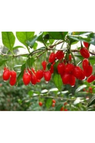 2 Adet Goji Berry Fidanı Damaye Tombul Meyve Tüplü 1 Yaş 12 Ay Dikebilirsiniz....