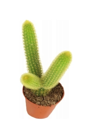 Serada Decor Plant Çiçek Açan Kaktüs Maymun Kuyruğu Hildewintera Aureispina Cactus Dolgun Formlu