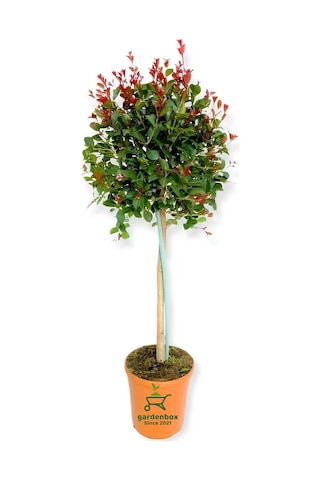 Peyzaj Süs Bitkisi Evgenya Çalısı 50-70cm Saksılı/tüplü Eugenia Etna Fire
