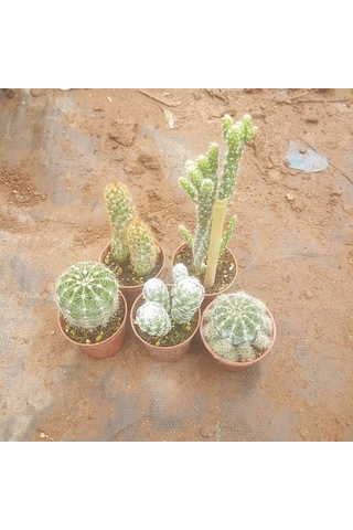5 Adet Farklı Kaktüs Pakedi. 5.5 Cm Saksıda