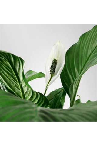 Barış Çiçeği Spathiphyllum Sokak Lambası Çiçeği Ev Bitkisi Ofis Bitkisi Salon Bitkisi