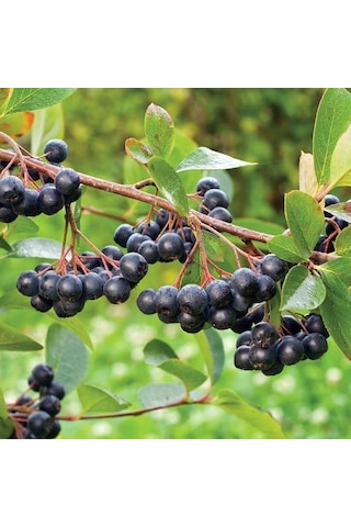 4 Yaş Viking Aronia Berry Fidanı N11.392