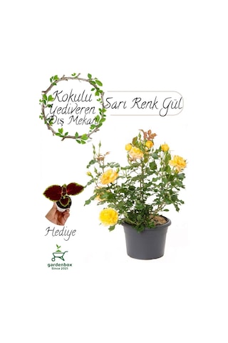 Kokulu Canlı Sarı Gül Fidanı 1 Adet Saksıda Bahçe Çiçeği+ Yaprak Güzeli