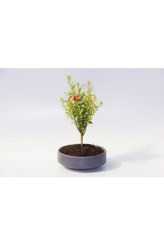 Bonsai Punica Süs Narı 3 Adet - Grey Serisi 3179