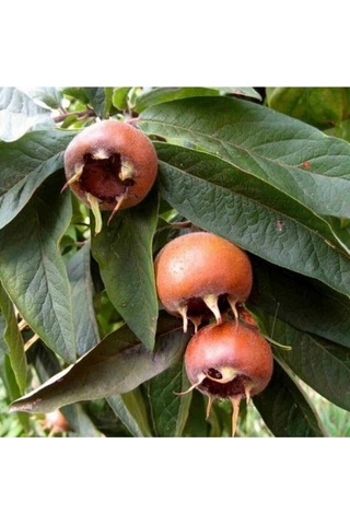 Aşılı Muşmula Fidanı 3 Yaş