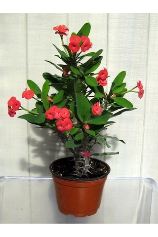 Dikenler Tacı - Euphorbia milii Kırmızı