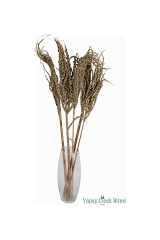 Yapay Çiçek Sitesi Kuru Çiçek Doğal Yılan Örgü Palm Snake Stems 75 Cm 5li Naturel