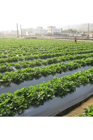 Çilek Mulch Naylonu 100 Cm X 1000 Metre Siyah Taban Örtüsü Pidok Çilek Mulch 30 Micron Uv Li Sebze Naylonu