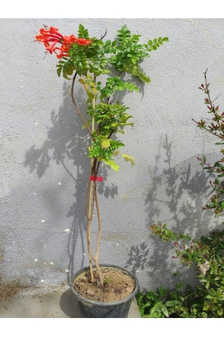 Campsis Radicans Sarmaşık Acem Borusu Çiçeği 50-70cm Saksılı Bahçe Balkon Çiçeği